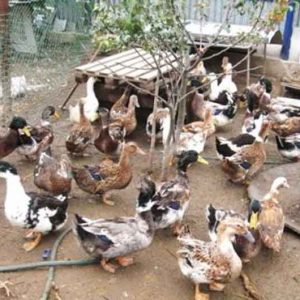 Разведение уток на мясо
