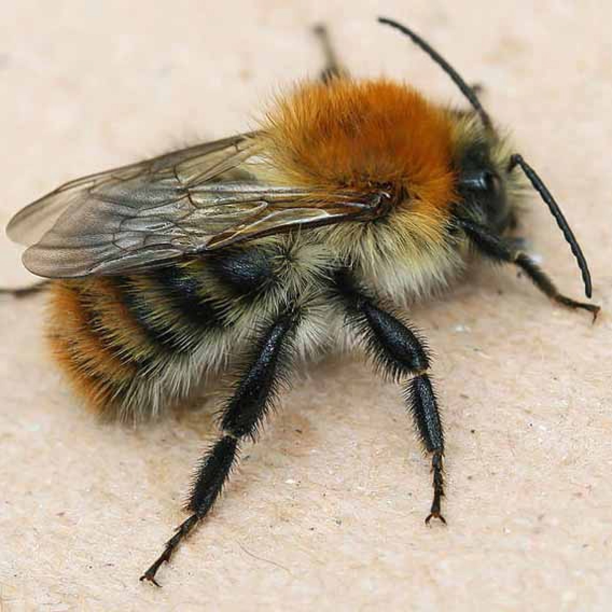 Шмель городской. Шмель Моховой Bombus muscorum. Bombus Bombus Шмель. Шмель Моховой – Bombus muscorum (Fabricius, 1775).. Шмель полевой.