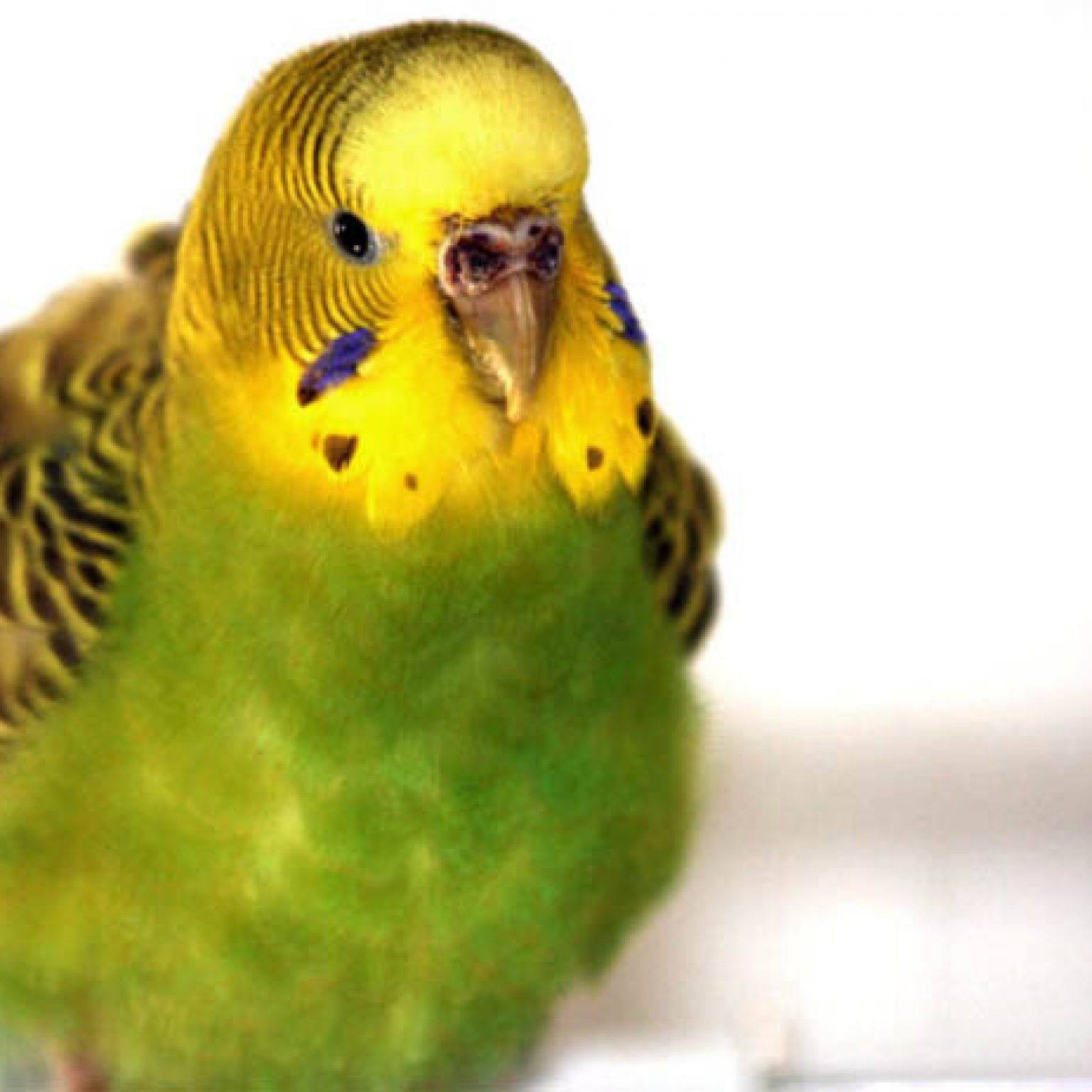 клещ у волнистого попугая симптомы. гиперкератоз восковицы. надутый волнистый попугай. лечение волнистых. лечение волнистых.